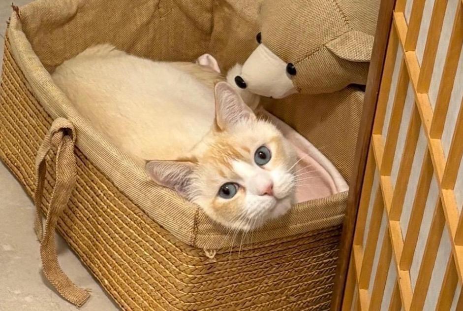 Alerta de Desaparición Gato cruce Macho , 6 años Milvignes Suiza Alerta de Desaparición Gato cruce Macho , 6 años Milvignes Suiza