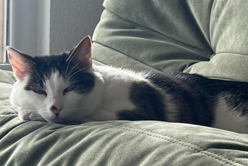 Alerta desaparecimento Gato Macho , 13 anos Neuchâtel Switzerland